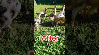 Chicks transformation from day old to months old #day1#short #shortsviral #transformation