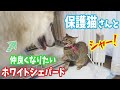 警戒してる保護猫さんとなんとかして仲良くなりたいホワイトシェパード【優しさ全開】