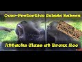 Overprotective Baboon (Gelada) Attacks Glass at Bronx Zoo