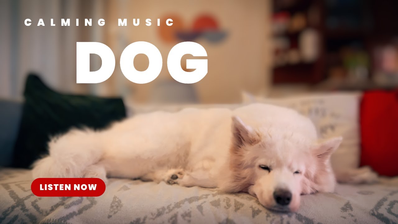 Relaxing Music for Anxious Dogs Soothing Sounds to Help Your Pup