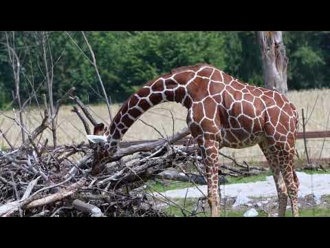 Жираф фото. Звуки жирафа слушать. Жираф зевает. Звуки жирафа слушать. Talking giraffe.