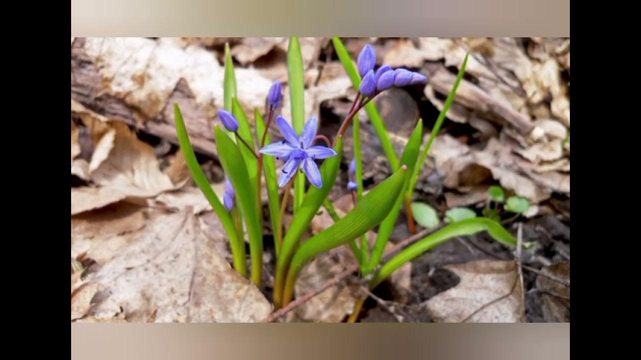 Цікаві факти про проліски - YouTube