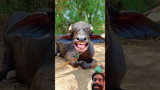 Video Guys Lagi Video