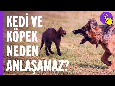 Video: Köpekler Ve Kedilerin Sol Ve Sağ El Tercihleri Var Mı?