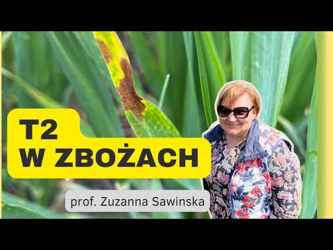 Czas na T2 w zbożach! Porady i zalecenia jak chronić rośliny od Prof. Sawinskiej! e-pole