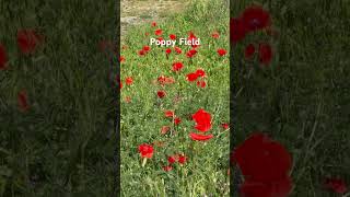 Poppy Field #poppy #poppies #lespoppys #nature #flowers #springtime #spring #holland #orange #grass