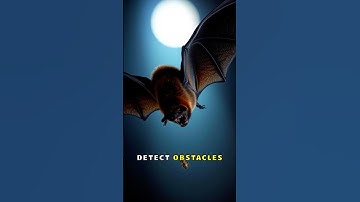 How Bats See in the Dark Night Vision Explained
