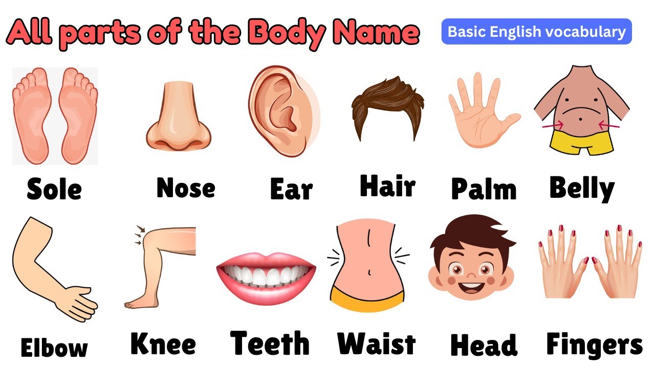 Parts Of The Body Parts Of The Body In English Parts Of Body Name parts-of-the-body-parts-of-the-body-in-english-parts-of-body-name