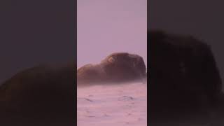 Baby muskox seeks shelter from the storm
