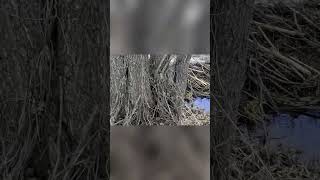 Бобровая плотина #shorts