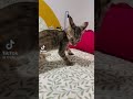 SOY UN MICHI PELIGROSO 🐱😺🐈