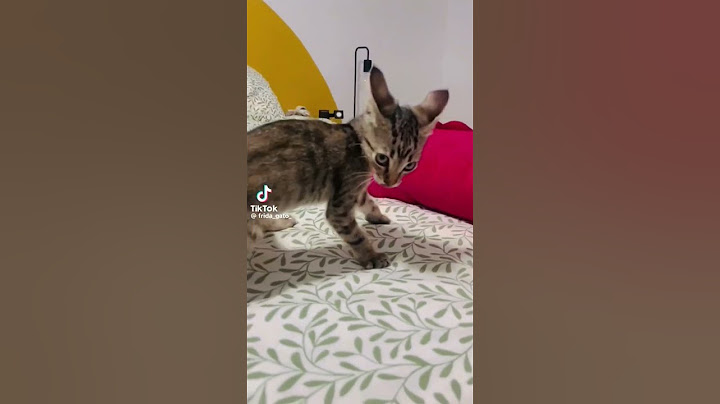 SOY UN MICHI PELIGROSO 🐱😺🐈