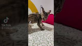 Soy Un Michi Peligroso