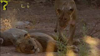 Namibian Lion Trust Christmas Message