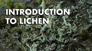 An Introduction to Lichen