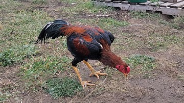 qaib thaib dawb tw .10/25/2023