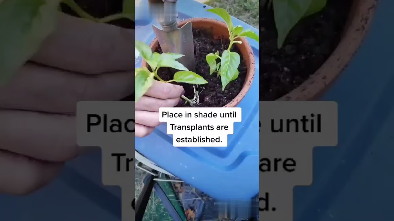 How To Grow Basil Indoors In Water | Plantefy