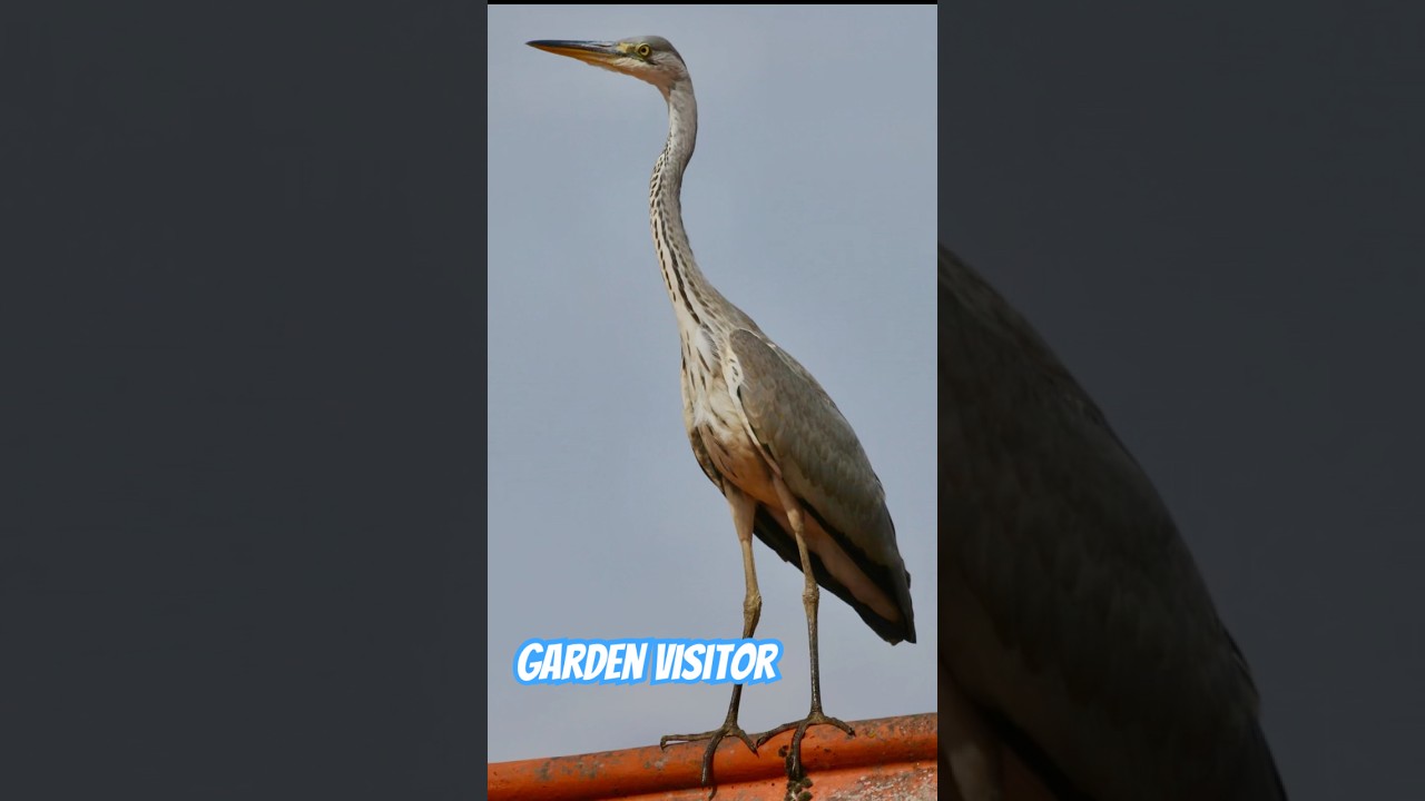 Visit From a BIIIG Bird 🦅 #birding #wildlife #nature #heron #ukwildlife