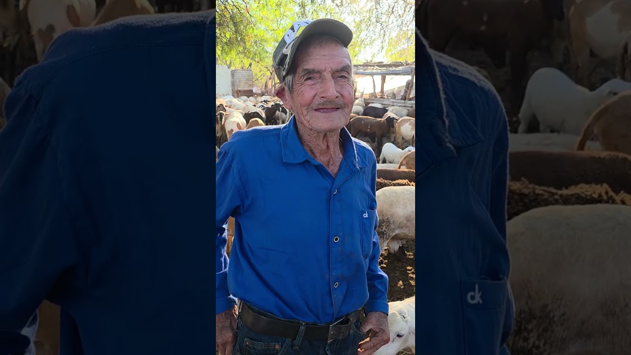 SE ENCONTRARON UNA BORREGA Y YA HAY CASI 500 