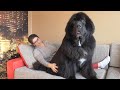 Newfoundland dog lex