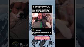 Chris Evans adopted the dog he met while filming Gifted  He rescued Dodger from a shelter used in