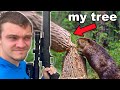 Beavers are destroying my christmas tree farm