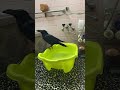 カラスのハッピーライブ配信中！チャットオフですのサムネイル