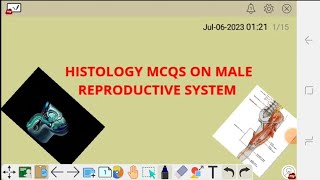 HISTOLOGY MCQS ON MALE REPRODUCTIVE SYSTEM (ANATOMY)
