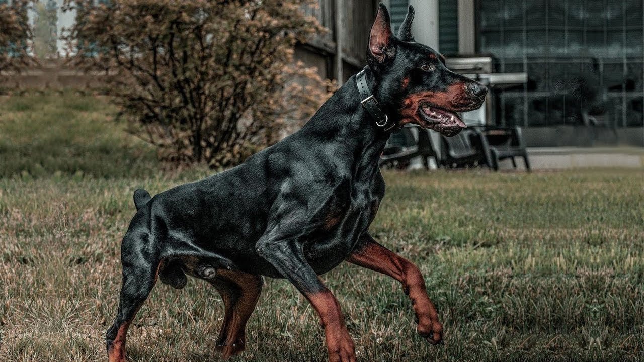 How To Train A Doberman Not To Be Aggressive