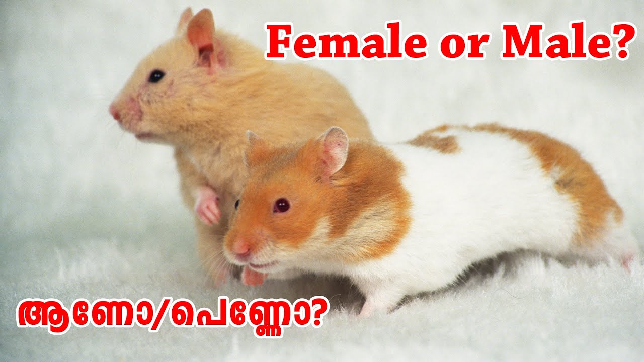 Male and Female Hamster Difference_ Female or Male Hamsters?ഹാംസ്റ്റ