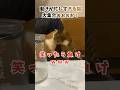 笑ったら負けｗｗｗ動きが忙しい猫大集合！