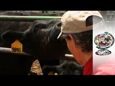 ¿Qué Hace Temple Grandin Para Una Carrera?