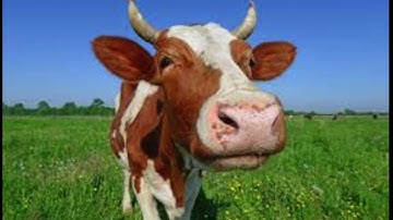 So F*cking Hard | diep.io #1