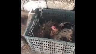 Mother Hanan chicken versus snake سحان الله وبحمده سبحان الله العظيم
