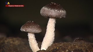 Ферма азиатских грибов шиитаке