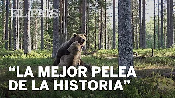 ¿Puede un hombre luchar contra un oso?