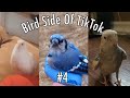 Bird Side Of TikTok #4