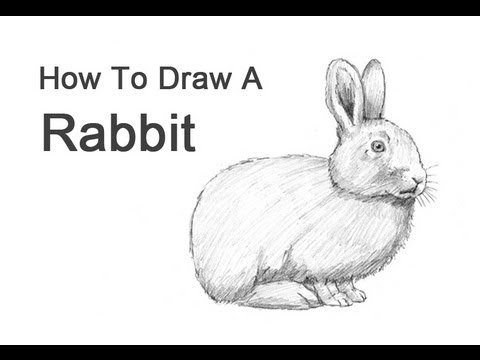 How to Draw a Rabbit - YouTube