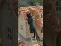 Cat build home