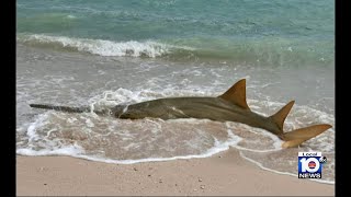 Sawfish death toll in Florida Keys continue to rise