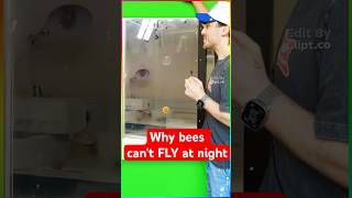 Why bees can't FLY at night??