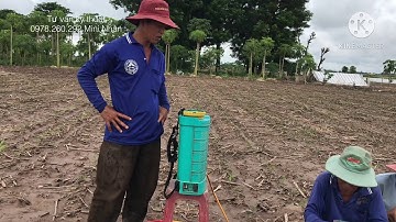 Phòng trừ bệnh lở cổ rễ (thối gốc, héo rũ, héo khô, héo cây con) trên cây Ớt - Mini Nhân