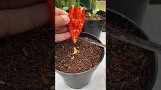 Stop Buying Seeds! 🌶️ Grow Chili Peppers from Scratch #Shorts