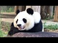 かわいいタンタン　王子動物園 の動画、YouTube動画。