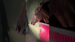 Atlarda Allerjik Deri Reyaksiyonları Ilık