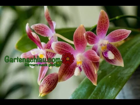 Orchideen durch Stecklinge vermehren? Diese Methoden funktionieren wirklich