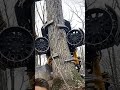 Tree Cutting  #viraladda  #viral #cat #satisfyingvideo #shorts #youtube #yt