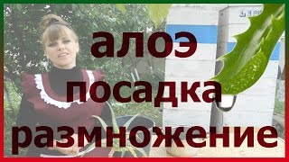 видео Как правильно готовить препараты столетника дома