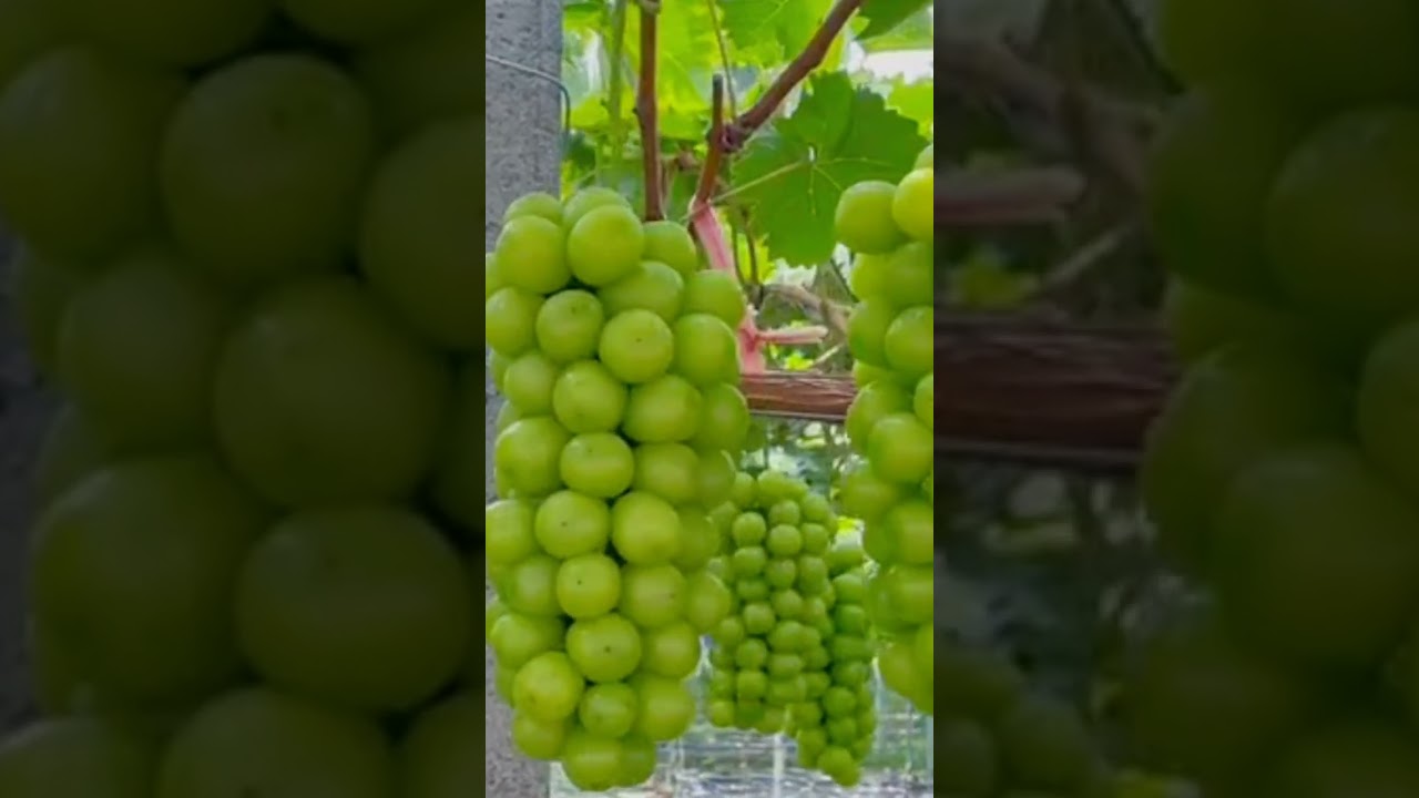 Shine Muscat grapes 🍇 