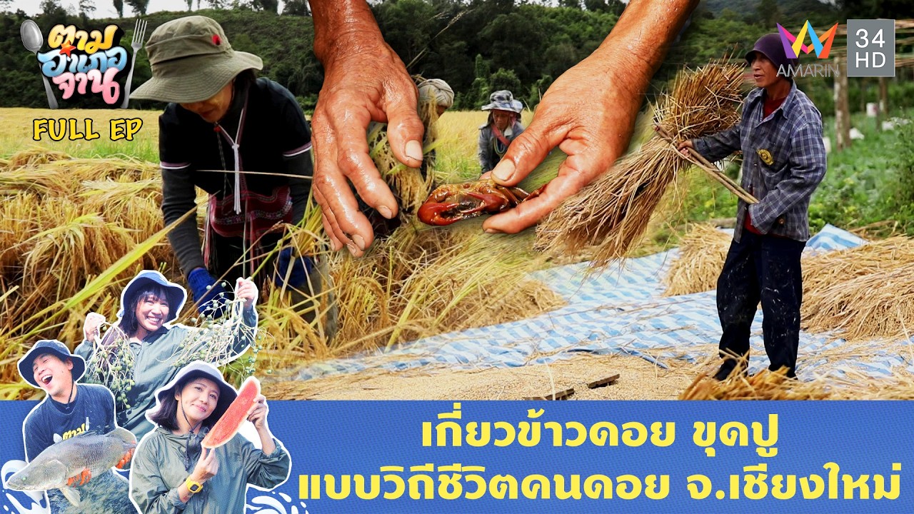 เกี่ยวข้าว ขุดปู บ้านขุนแปะ อ.จอมทอง จ.เชียงใหม่ | ตามอำเภอจาน | 3 ก.พ. 69 Full EP